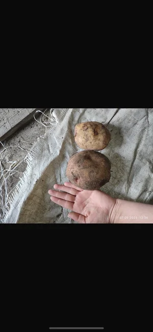 Картофель