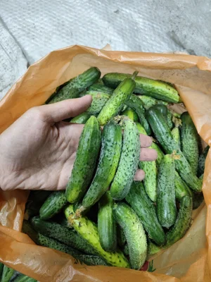 Огурцы