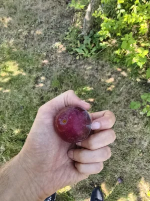 Сливы