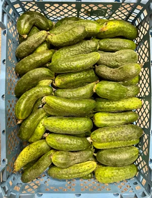 Огурцы
