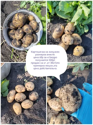 Картофель