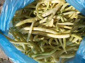 Фасоль спаржевая