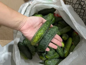 Помидоры розовые мелкие
