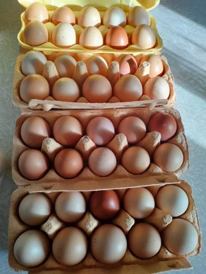 Огурцы