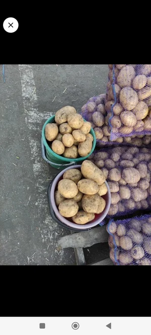 Картофель