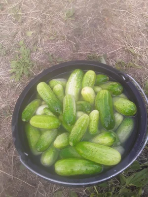 Чеснок