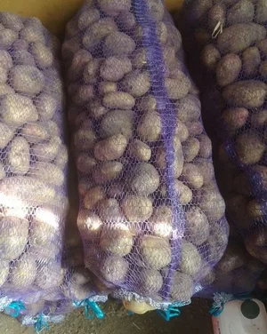 Картофель домашний, сорт Пикассо