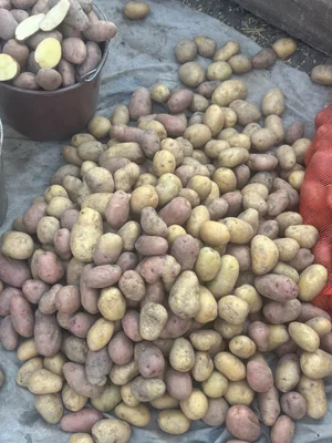 Картофель