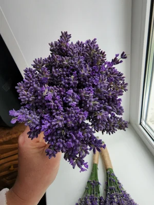 Лаванда