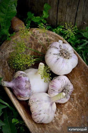 Картофель