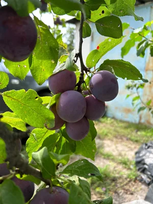 Яблоки спелые сочные, сладкие, кисло-сладкие