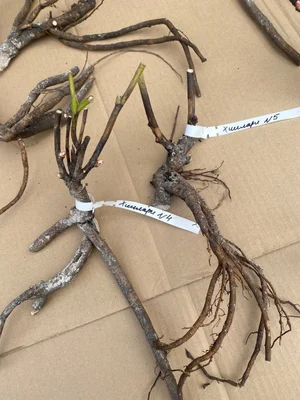 Корни пиона Хиллари