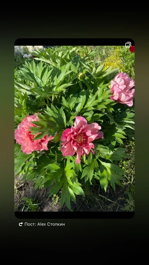 Корни пиона Хиллари