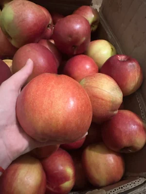 Яблоки Лиголь