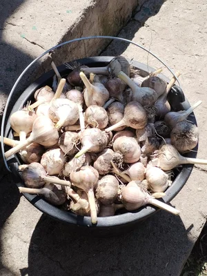 Чеснок