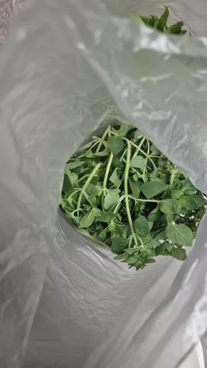 Помидоры розовые