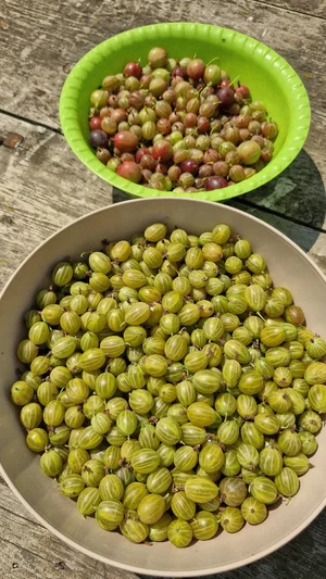 Крыжовник