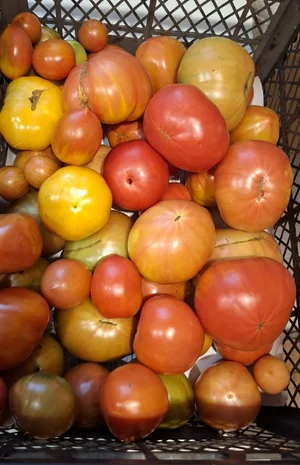 Помидоры грунтовые (остатки микса сортов)