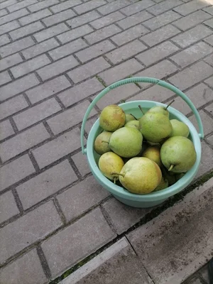 Грушки