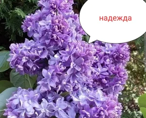 Картофель семенной 40ка дневку