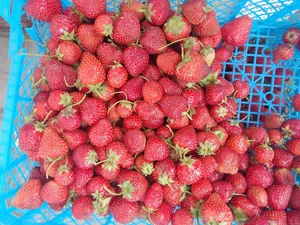Клубника