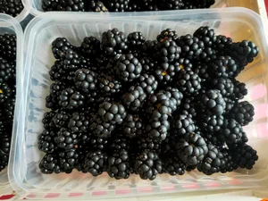 Ежевика крупная сочная