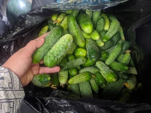 Огурцы