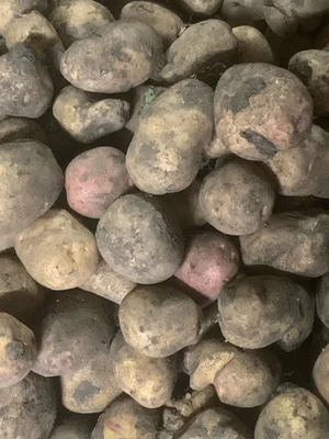 Картофель