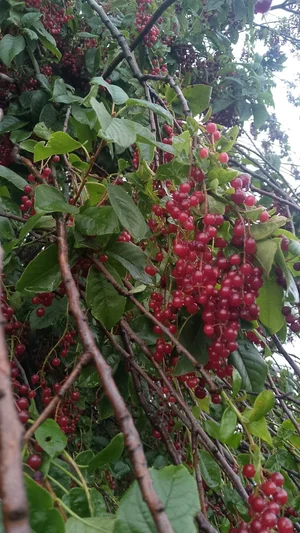 Вишни