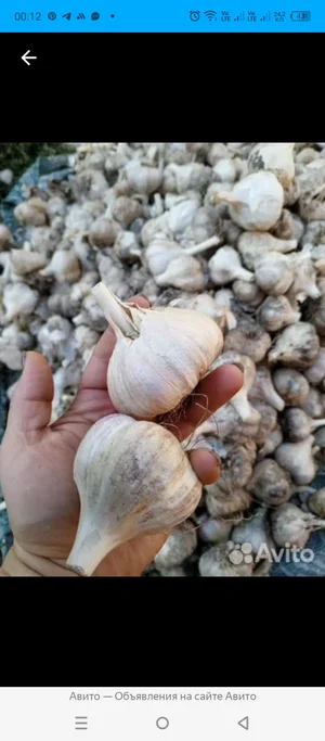 Чеснок