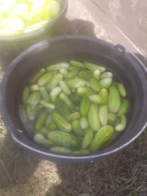 Огурцы