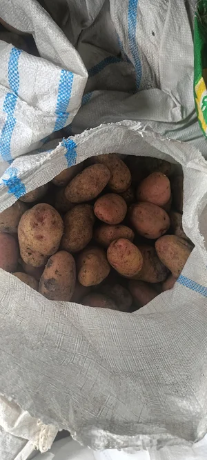 Картофель