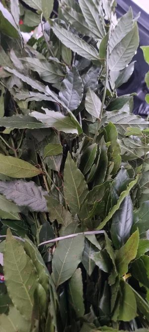 Мандарины уншиу мелкие