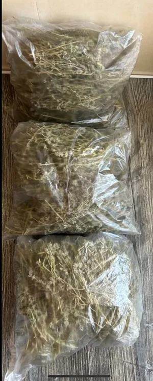 Шиповник