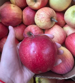 Яблоки сорт Лиголь