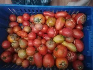 Помидоры для закруток
