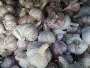 Чеснок домашний