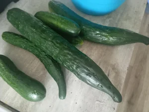 Огурцы