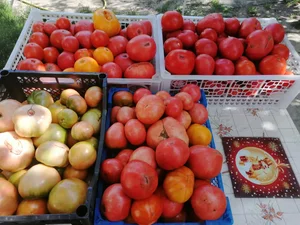 Помидоры домашние, грунтовые, сладкие, мясистые