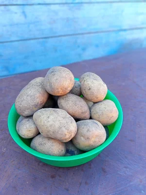 Картофель (сорта Гала и Янка)