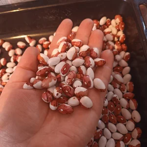 Яйцо от домашних курочек