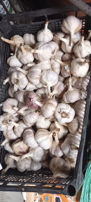 Чеснок домашний