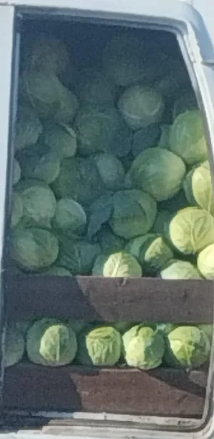 Капуста