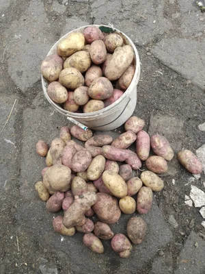 Картофель