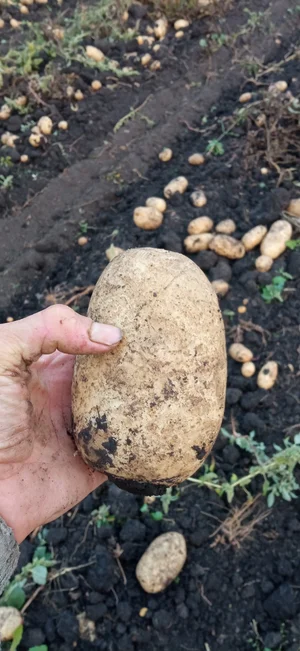 Мед дягиль, черноклен, липа