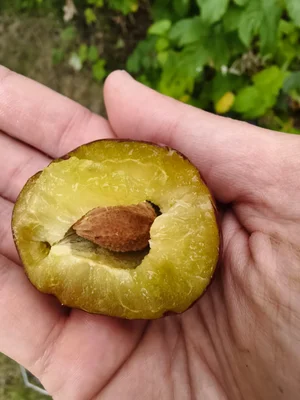 Сливы