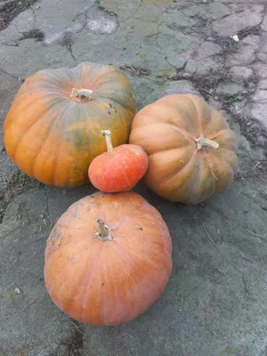 Тыква крупная