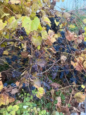 Виноград Лидия