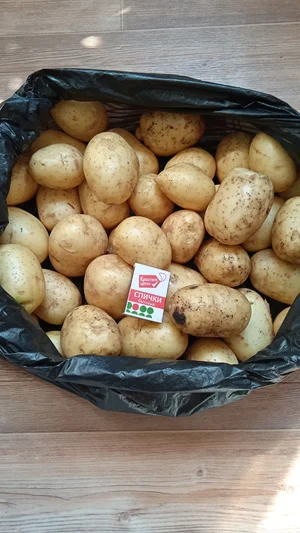 Огурцы домашние, грунтовые