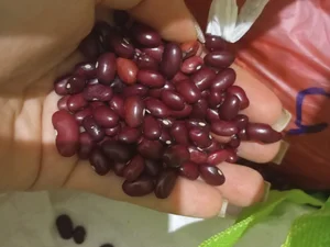 Чеснок домашний